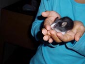 A person is holding a rat in cupped hands